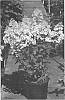 Hydrangea%20paniculata%20%27Ilvobo%27