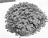 Chrysanthemum%20x%20morifolium%20%27Sywan%20Pur%27