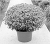 Chrysanthemum%20x%20morifolium%20%27Syaub%20Oran%27