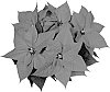 Euphorbia%20pulcherrima%20Willd.%20ex%20Klotzsch%20%27NPCW10187%27