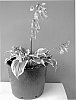 Hosta%20hybrid%20%27Secret%20Treasure%27