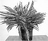 Aglaonema%20hybrida%20%27Bryant%20Queen%27