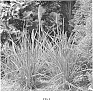 Kniphofia%20uvaria%20%27Echo%20Rojo%27