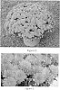 Chrysanthemum%20x%20morifolium%20%27Sycass%20Bron%27