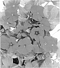 Phlox%20maculata%20%27Duephoburg%27