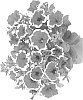 Petunia%20x%20hybrida%20%27Fipetpipic%27