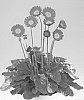 Gerbera%20hybrida%20%27Garlisa%27