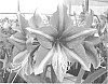 Hippeastrum%20Herb.%20%27Opal%20Star%27