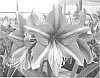 Hippeastrum%20Herb.%20%27Opal%20Star%27