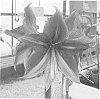 Hippeastrum%20Herb.%20%27RUBY%20STAR%27
