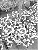 Nemesia%20x%20hybrida%20%27FLEURBW%27