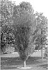 Taxodium%20distichum%20%27Skyward%27