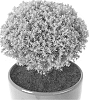 Thuja%20occidentalis%20%27Anniek%27