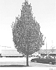 Carpinus%20betulus%20%27JFS-KW1CB%27