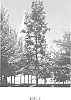 Quercus%20macrocarpa%20%27JFS-KW3%27