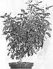 Viburnum%20tinus%20%27Lisarose%27