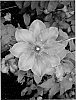 Clematis%20sp.%20%27Festival%27