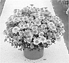 Chrysanthemum%20x%20morifolium%20%27Syema%20Corbi%27