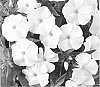 Phlox%20maculata%20%27Duephowi%27