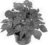 Dahlia%20hybrida%20%27Bkdapbg%27