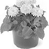 Dahlia%20hybrida%20%27Bkdaprs%27