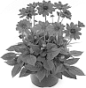 Dahlia%20hybrida%20%27Bkdapcr%27