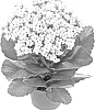 Kalanchoe%20blossfeldiana%20%27Fikalswan%27