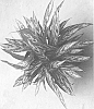Aglaonema%20commutatum%20%27UF-808-4%27