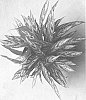 Aglaonema%20commutatum%20%27UF-808-4%27