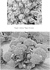 Sedum%20sp.%20%27Birthday%20Party%27