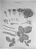 Rosa%20hybrida%20%27KORtutu%27
