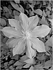 Clematis%20sp.%20%27Andrew%20VanLaeken%27