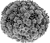 Chrysanthemum%20x%20morifolium%20%27Pomona%20Purple%27