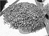 Chrysanthemum%20x%20morifolium%20%27Syeda%20Redda%27