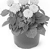 Dahlia%20hybrida%20%27Bkdapyl%27