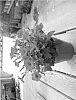 Petunia%20x%20hybrida%20%27Keisurfpusos%27