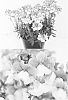 Nemesia%20denticulata%20x%20Nemesia%20caerulea%20%27Sunjonbuho%27