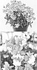 Nemesia%20denticulata%20x%20Nemesia%20caerulea%20%27Sunjonpiho%20%27