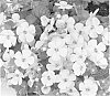 Bacopa%20hybrid%20%27Duebahlabu%27