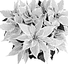 Euphorbia%20pulcherrima%20Willd.%20ex%20Klotzsch%20%27NPCW10184%27