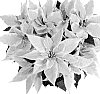 Euphorbia%20pulcherrima%20Willd.%20ex%20Klotzsch%20%27NPCW10184%27