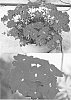 Verbena%20hybrida%20%27Sunmaricomu%27