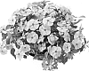 Phlox%20maculata%20%27Duephopin%27
