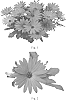Osteospermum%20hybrida%20%27SAKOST8076%20%27