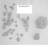 Shrub%20rose%20plant%20named%20%27Poulren019%27