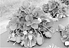 Strawberry%20Plant%20Named%20%27FL%2005-107%27