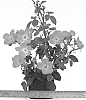 Rosa%20hybrida%20%27WEKphorn%27