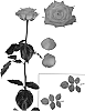 Rosa%20hybrida%20%27ESM%20Pacarina%27