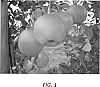 Malus%20domestica%20Borkh.%20%27NC1%27