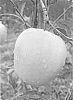Malus%20domestica%20Borkh%20%27Golden%20Parsi%27
